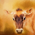 Jersey Cow Farm Art by Michelle Wrighton
