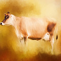 Jersey Cow In Field by Michelle Wrighton