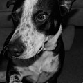 Jimmy by Rob Hans Jimmy by Rob Hans