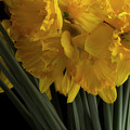 Jonquils Photograph by Mike Eingle Jonquils Photograph by Mike Eingle