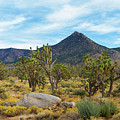Joshua Tree Forest Photograph by Bonnie Follett Joshua Tree Forest Photograph by Bonnie Follett