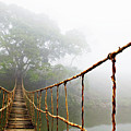 Jungle Journey Photograph by Skip Nall Jungle Journey Photograph by Skip Nall