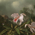 Jungle Orchids And Hummingbirds, 1872 by Martin Johnson Heade Jungle Orchids And Hummingbirds, 1872 by Martin Johnson Heade