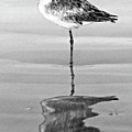 Just Being Coy - BW Photograph by Christopher Holmes Just Being Coy - BW Photograph by Christopher Holmes