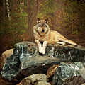 Just Chilling Photograph by Susan Rissi Tregoning Just Chilling Photograph by Susan Rissi Tregoning