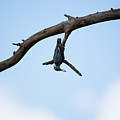 Just Hanging Around Photograph by Holden The Moment Just Hanging Around Photograph by Holden The Moment