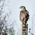 Juvenile Cooper's Hawk - Square by Debra Martz
