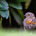 Juvenile Robin Photograph by Torbjorn Swenelius Juvenile Robin Photograph by Torbjorn Swenelius