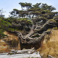 Kalaloch Hanging Tree Photograph by Pelo Blanco Photo Kalaloch Hanging Tree Photograph by Pelo Blanco Photo