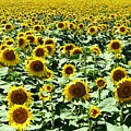 Kansas Sunflower Field Photograph by Keith Stokes Kansas Sunflower Field Photograph by Keith Stokes