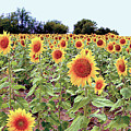 Kansas Sunflower Field Photograph by Linda Carruth Kansas Sunflower Field Photograph by Linda Carruth