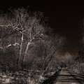 Katy Sycamores by William Fields