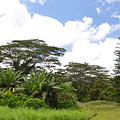 Kauai Hindu Monastery Greenery 2 Photograph by Amy Fose Kauai Hindu Monastery Greenery 2 Photograph by Amy Fose