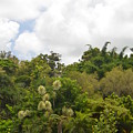 Kauai Hindu Monastery Greenery Photograph by Amy Fose Kauai Hindu Monastery Greenery Photograph by Amy Fose