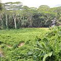 Kauai Hindu Monastery River Valley 2 Photograph by Amy Fose Kauai Hindu Monastery River Valley 2 Photograph by Amy Fose