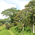 Kauai Hindu Monastery Trail 2 Photograph by Amy Fose Kauai Hindu Monastery Trail 2 Photograph by Amy Fose