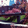 KC Spring by Steve Karol