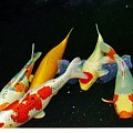 KCSD Koi 1 2016 Photograph by Phyllis Spoor