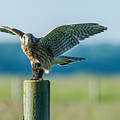 Kestrel's Capture Photograph by Torbjorn Swenelius Kestrel's Capture Photograph by Torbjorn Swenelius