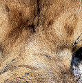 Killer Eyes Photograph by Sam Rino Killer Eyes Photograph by Sam Rino