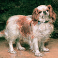 King Charles Spaniel by George Sheridan Knowles King Charles Spaniel by George Sheridan Knowles