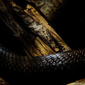King Cobra by Jonas Luis