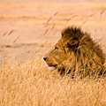 King of The Pride Photograph by Adam Romanowicz King of The Pride Photograph by Adam Romanowicz