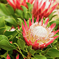 King Protea flowers Photograph by Simon Bratt King Protea flowers Photograph by Simon Bratt