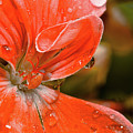 Kissed By The Rain Photograph by Christopher Holmes Kissed By The Rain Photograph by Christopher Holmes