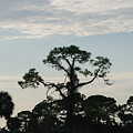 Kite In The Tree by Rob Hans Kite In The Tree by Rob Hans