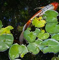 Koi With Lily Pads A Photograph by Phyllis Spoor
