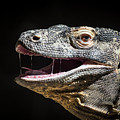 Komodo Dragon Profile Photograph by Bill Cubitt Komodo Dragon Profile Photograph by Bill Cubitt