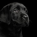 Labrador Retriever puppy isolated on black background Photograph by Sergey Taran Labrador Retriever puppy isolated on black background Photograph by Sergey Taran