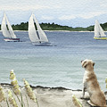 Labrador Retriever Watching the Sailboats Painting by David Rogers Labrador Retriever Watching the Sailboats Painting by David Rogers