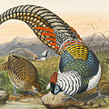 Lady Amherst's pheasant. Chrysolophus amherstiae Drawing by Joseph Wolf Lady Amherst's pheasant. Chrysolophus amherstiae Drawing by Joseph Wolf