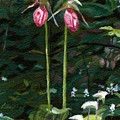 Lady Slipper Painting by Lynne Reichhart Lady Slipper Painting by Lynne Reichhart