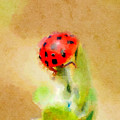 Ladybug Ladybug Ladybug Photograph by Kerri Farley Ladybug Ladybug Ladybug Photograph by Kerri Farley