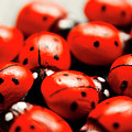 Ladybug Luck by Jorgo Photography - Wall Art Gallery Ladybug Luck by Jorgo Photography - Wall Art Gallery