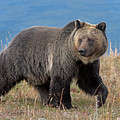 Lakeside Grizzly Photograph by Mark Miller Lakeside Grizzly Photograph by Mark Miller