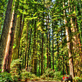 Land of the Giants Photograph by Richard Gehlbach Land of the Giants Photograph by Richard Gehlbach