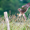 Landing Photograph by Torbjorn Swenelius Landing Photograph by Torbjorn Swenelius