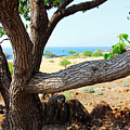 Lapakahi View Photograph by Jennifer Robin Lapakahi View Photograph by Jennifer Robin