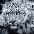 Large Snow Leopard Portrait Photograph by Chris Boulton Large Snow Leopard Portrait Photograph by Chris Boulton