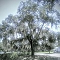 Largo's Spanish Moss Photograph by Suzanne Berthier Largo's Spanish Moss Photograph by Suzanne Berthier