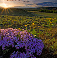 Last Light Of Spring by Mike Dawson Last Light Of Spring by Mike Dawson