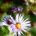 Last rose of summer by David Lane Last rose of summer by David Lane