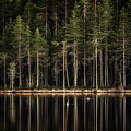 Late Loons by Jouko Lehto Late Loons by Jouko Lehto