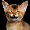 Laughing Kitten Photograph by Sergey Taran Laughing Kitten Photograph by Sergey Taran