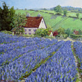 Lavender Hill by L Diane Johnson Lavender Hill by L Diane Johnson