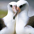 Laysan Albatross Phoebastria Photograph by Tui De Roy Laysan Albatross Phoebastria Photograph by Tui De Roy